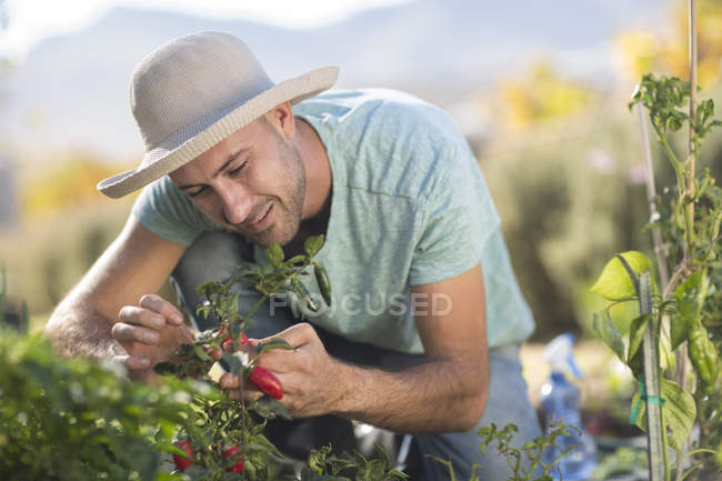 Young man examining chilies on plant in garden — Stock Photo