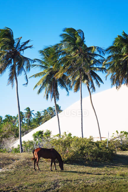 Pâturage de chevaux par des palmiers, Parc national de Jericoacoara, Ceara, Brésil, Amérique du Sud — Photo de stock
