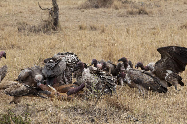 Vultures eating Topi, Masai Mara, Kenya — Stock Photo