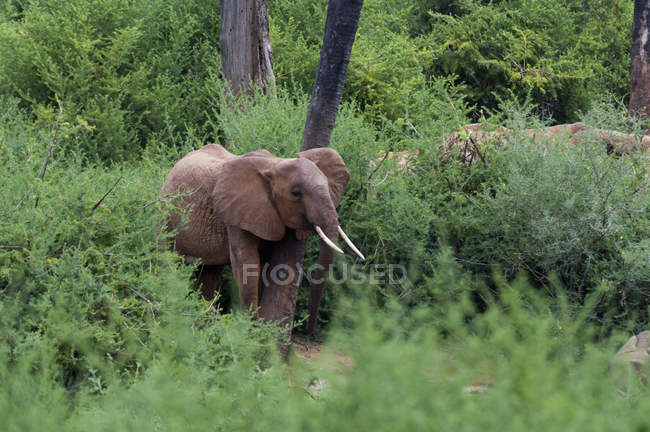 Éléphant marchant dans des buissons verts dans le parc national de Tsavo East, Kenya — Photo de stock