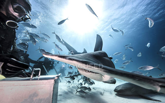 Underwater view of scuba divers feeding great hammerhead shark and nurse shark, Bahamas — Stock Photo