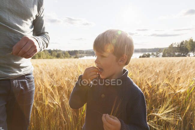 Père et fils dans un champ de blé dégustation de blé, Lohja, Finlande — Photo de stock