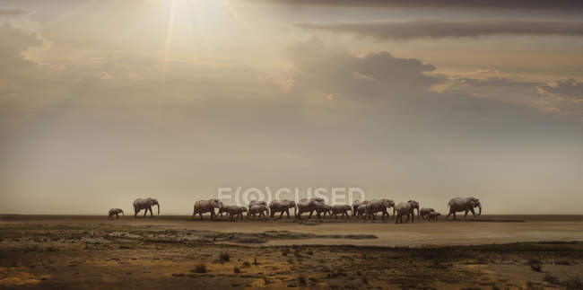 Branco di elefanti che passeggiano nel deserto del Namib, Windhoek Noord, Namibia, Africa — Foto stock