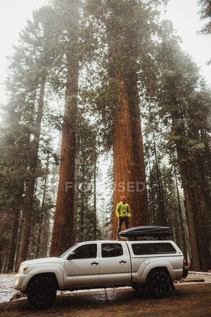 Young man looking at forest from top of car, Sequoia National Park, California, USA — Stock Photo