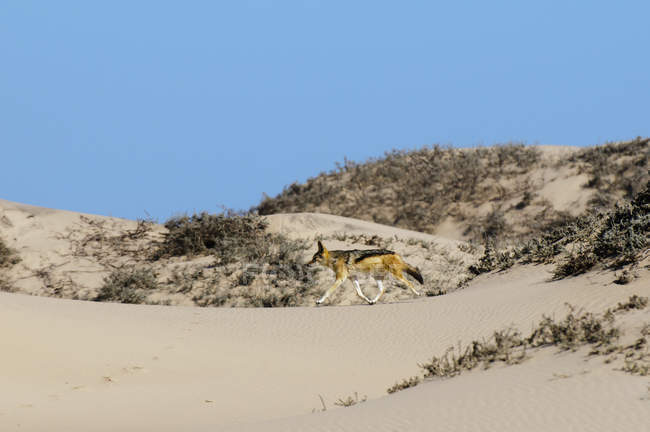 Chacal de apoio preto (Canis mesomelas), Parque Nacional da Costa do Esqueleto, Namíbia — Fotografia de Stock