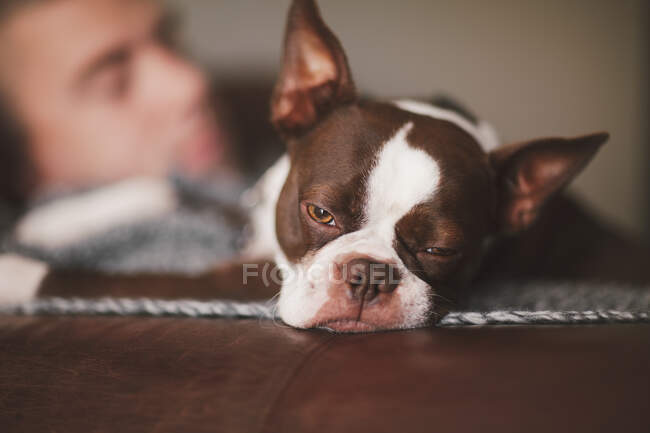 Sleepy boston terrier and man resting on armchair — Stock Photo