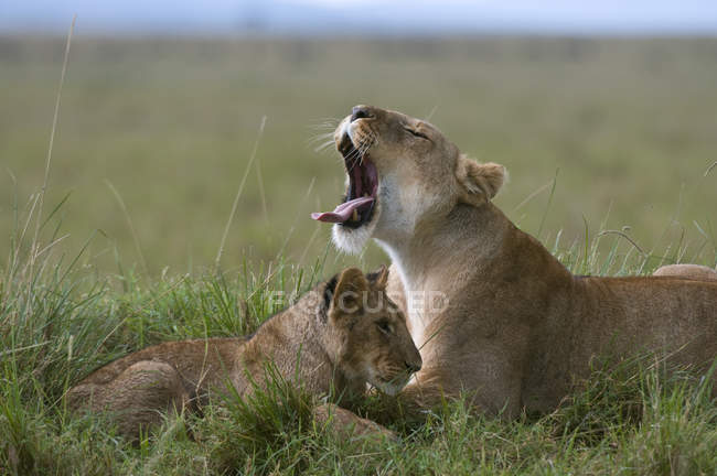 Seitenansicht von Löwin brüllend und Jungtier liegend auf grünem Gras im Masai Mara Nationalreservat, Kenia — Stockfoto
