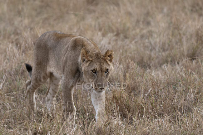 Leão caminhando na grama seca em Masai Mara, Quênia — Fotografia de Stock