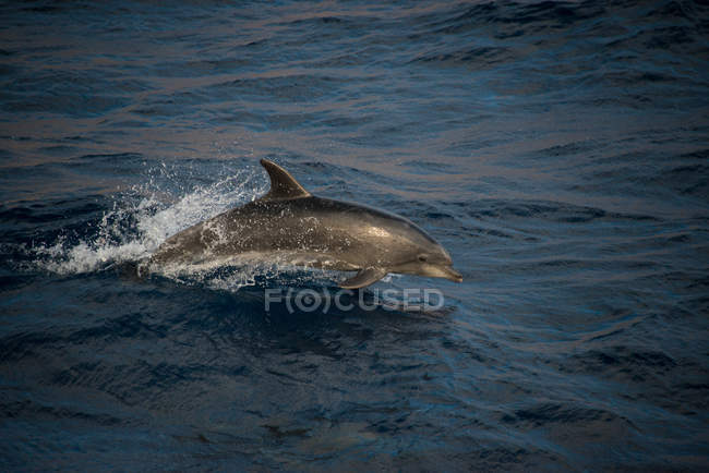 Delfín mular saltando desde el agua, Guadalupe, México - foto de stock