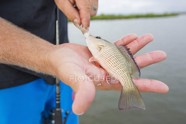 Man holding small mangrove snapper — Stock Photo