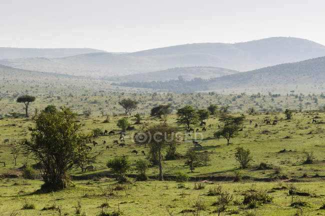Vista panorâmica da Reserva Nacional Masai Mara, Quênia — Fotografia de Stock