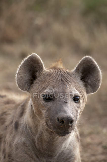 Retrato de Spotted Hyaena, Masai Mara, Kenia - foto de stock