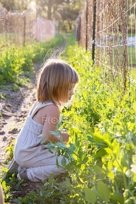 Chica joven en la granja, agacharse, inspeccionar la planta - foto de stock