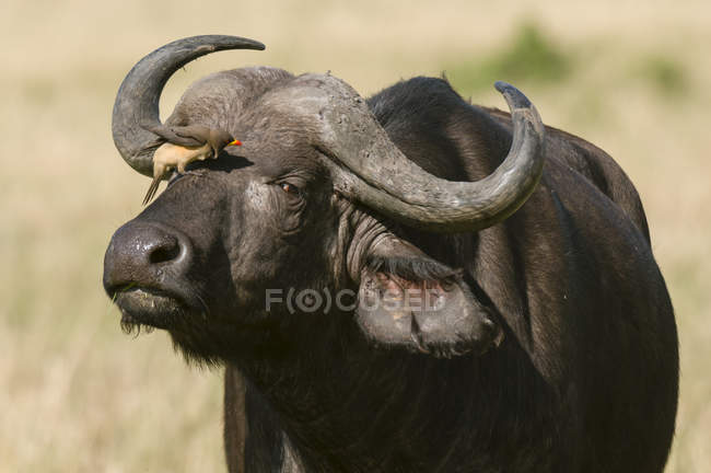 Cabo Buffalo (Syncerus caffer), Reserva Nacional Masai Mara, Kenia - foto de stock