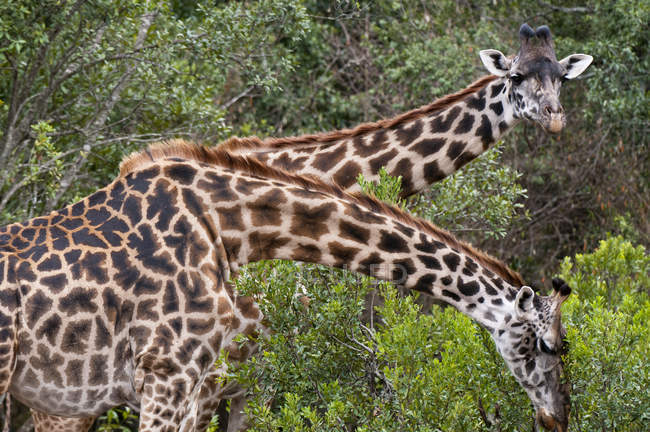 Два жирафа Масаи едят листья, Масаи Мара, Кения — стоковое фото