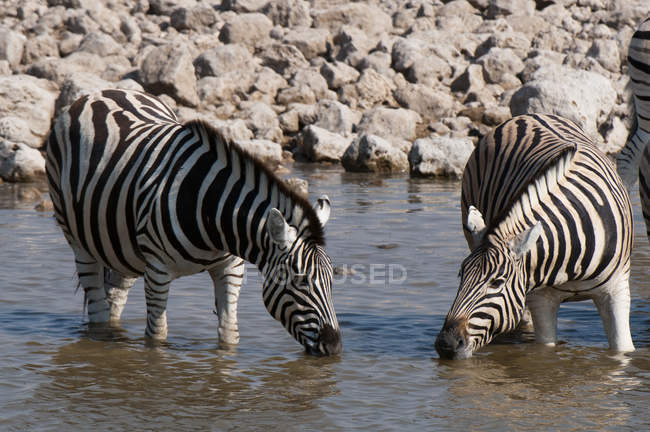 Burchells zebras drinking water in Etosha National Park, Namibia — Stock Photo