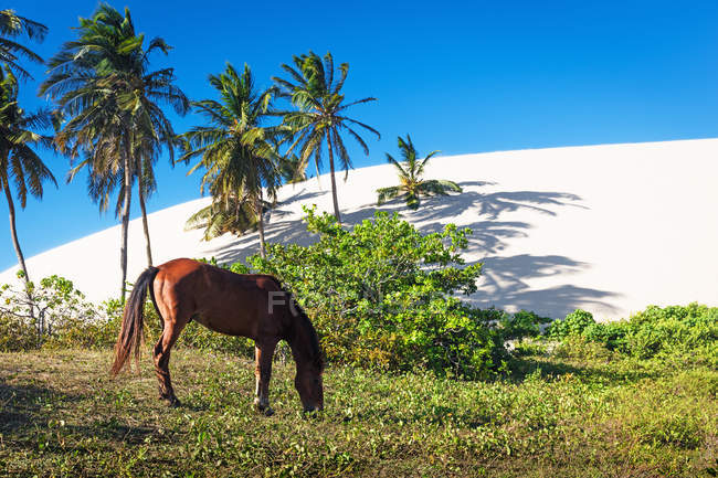 Pâturage de chevaux par des palmiers, Parc national de Jericoacoara, Ceara, Brésil, Amérique du Sud — Photo de stock