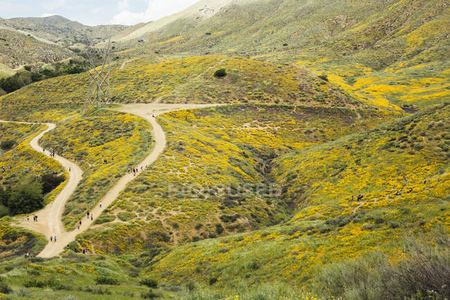 Distant landscape view of tourists looking at californian poppies (Eschscholzia californica), North Elsinore, California, USA — Stock Photo