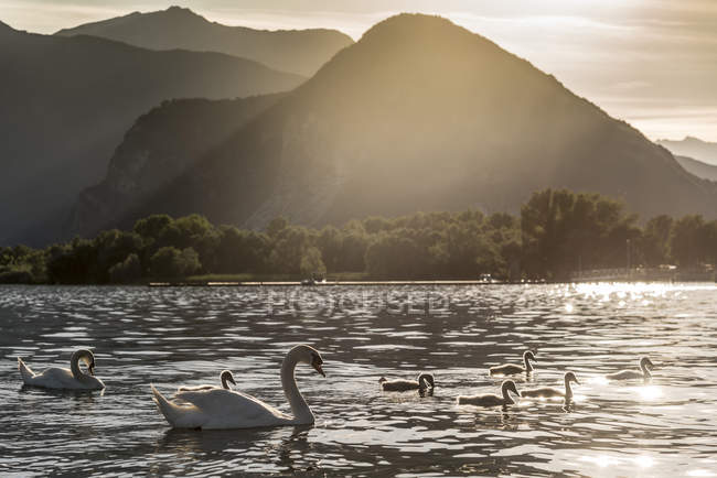 Сім'я лебедів, плавання на озеро Маджоре на захід сонця,-П'ємонте, Італія — стокове фото