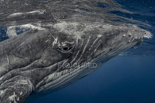 Ballena jorobada en aguas de Tonga - foto de stock