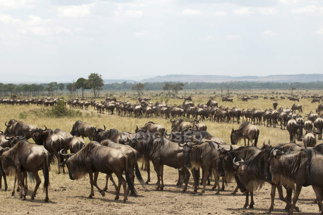 Manada de gnus caminhando no campo na reserva nacional de masai mara, no Quênia — Fotografia de Stock
