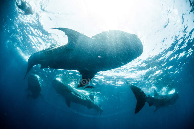 Escuela de tiburones ballena cerca de la superficie del agua, Cancún, Quintana Roo, México, América del Norte - foto de stock
