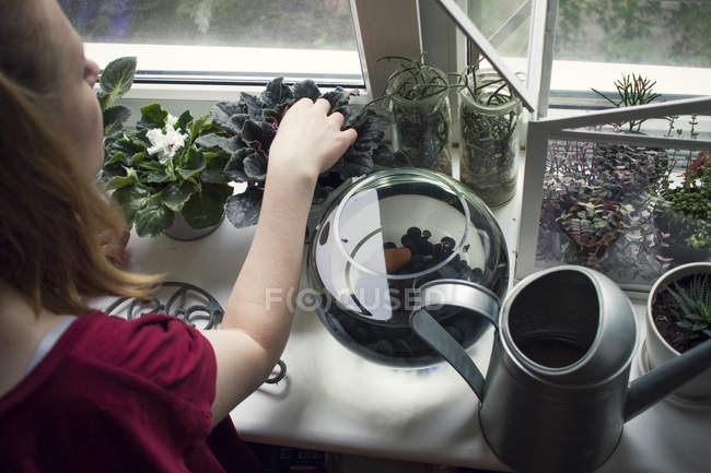 Vista por encima del hombro de la mujer que atiende plantas en maceta en el alféizar de la ventana - foto de stock