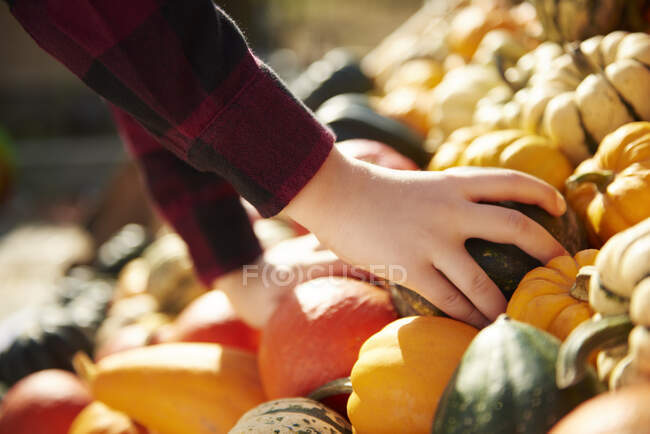 Immagine potata del ragazzo selezione vegetale zucche da bancarella al mercato — Foto stock
