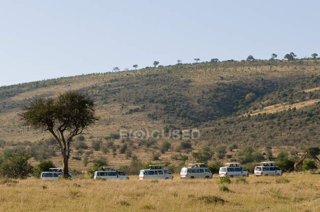 Turistas en safari, observando jirafas, Reserva Nacional Masai Mara, Kenia - foto de stock