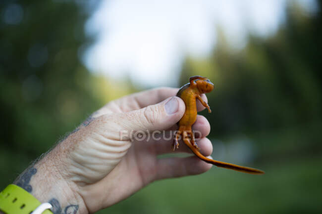 Person holding newt, close-up — Stock Photo
