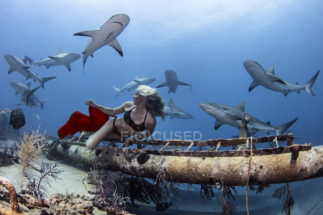 Vista subacquea del subacqueo femminile in bikini guardando indietro agli squali della barriera corallina, Bahamas — Foto stock