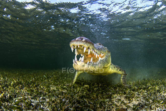 Unterwasserporträt eines amerikanischen Salzwasserkrokodils auf dem Meeresboden, xcalak, quintana roo, Mexico — Stockfoto
