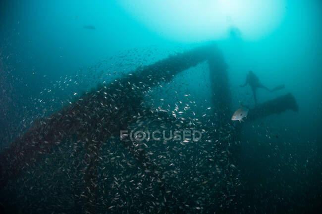 Fischschwärme und Taucher erkunden versunkenes Schiff, Cancun, Mexiko — Stockfoto