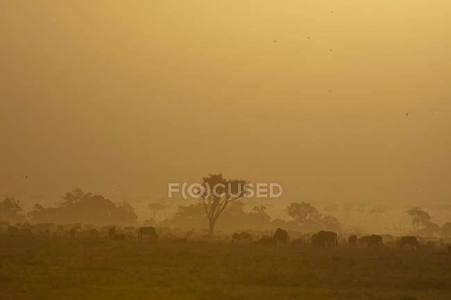 Troupeau de gnous sur le terrain dans la réserve nationale Masai Mara, Kenya pendant le coucher du soleil — Photo de stock