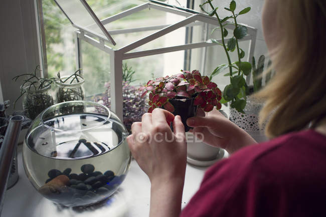 Vista por encima del hombro de la mujer que atiende la planta en maceta desde el alféizar de la ventana - foto de stock