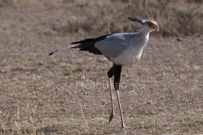 Птица ходит по земле в заповеднике Масаи Мара, Кения — стоковое фото