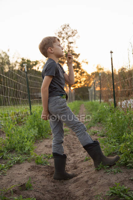 Jeune garçon à la ferme, mangeant des pois mange-tout frais cueillis — Photo de stock