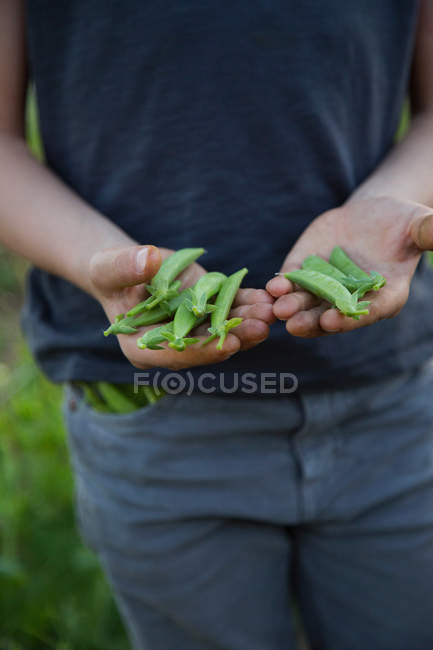 Niño en la granja, sosteniendo guisantes recién recogidos de azúcar, sección media - foto de stock