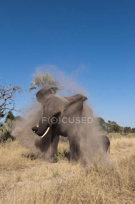 Elefante y ternera jugando con arena en Abu Camp, Delta del Okavango, Botswana - foto de stock
