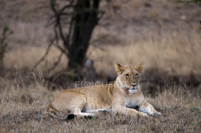 León tendido sobre hierba seca y mirando hacia otro lado en Masai Mara, Kenia - foto de stock