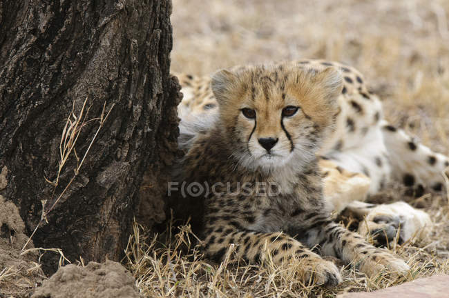 Carino cucciolo di ghepardo sdraiato vicino all'albero, Masai Mara National Reserve, Kenya — Foto stock