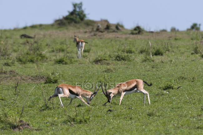 Lucha contra Thompson Gazelles en la Reserva Nacional Masai Mara, Kenia - foto de stock
