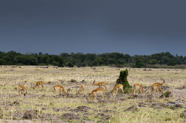 Антилопи Пала випасу в Масаї Мара Національний заповідник, Кенія — стокове фото