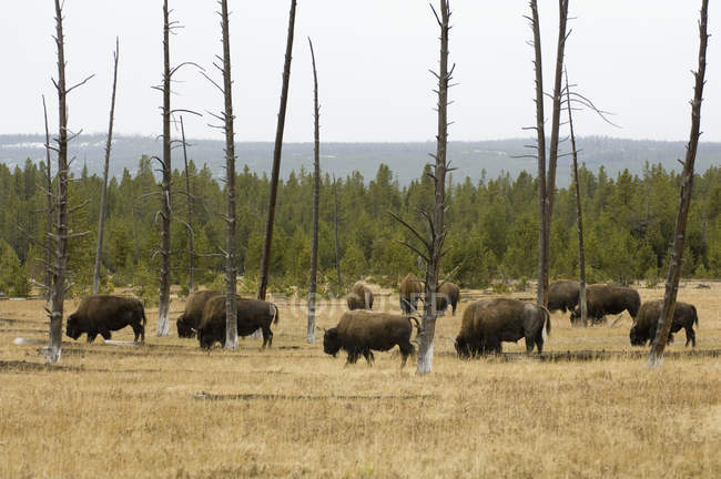 Rebaño de bisontes pastando en el bosque, Parque Nacional Yellowstone, Wyoming, EE.UU. - foto de stock