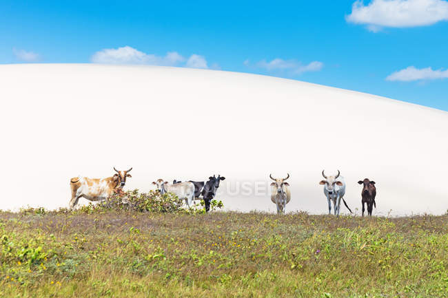 Mucche nel parco nazionale di Jericoacoara, Ceara, Brasile, Sud America — Foto stock