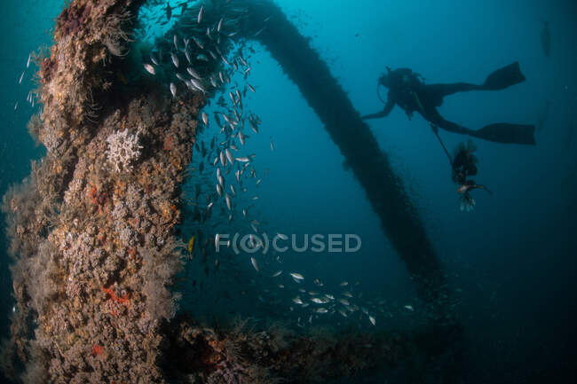 École de poissons et plongeur explorant le navire coulé, Cancun, Mexique — Photo de stock