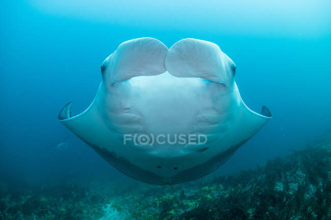 Portrait of giant manta, front view, Cancun, Mexico — Stock Photo