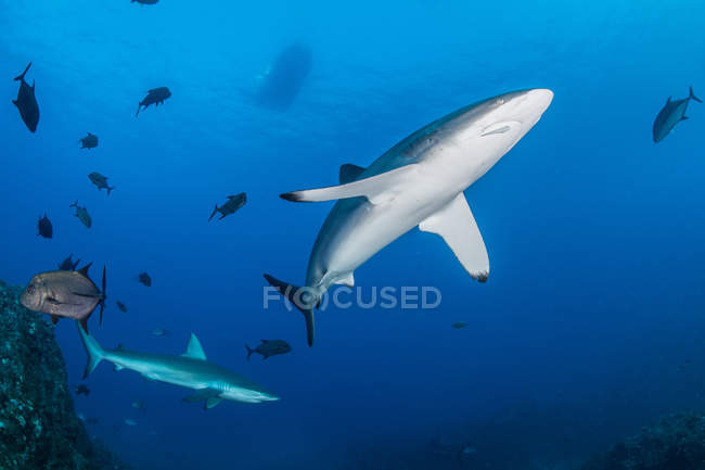 Sharks swimming in sea, Socorro, Baja California — Stock Photo
