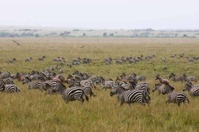 Zèbre commun et Topi, migrant, Réserve nationale Masai Mara, Kenya — Photo de stock