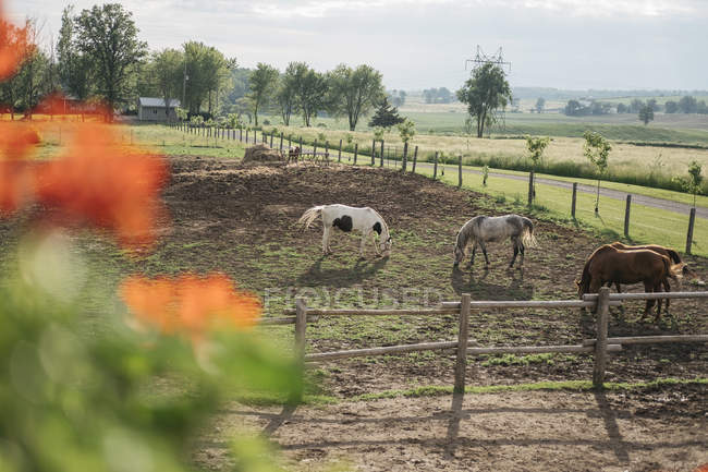 Quatro cavalos pastando em paddock — Fotografia de Stock